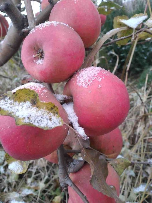 ПИНКЛЕДИ олма кучатларимиз бор сортига кафолат берамиз