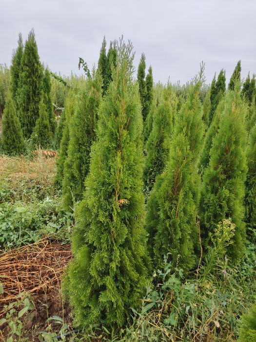 Туя Брабант Смаракт с поля
