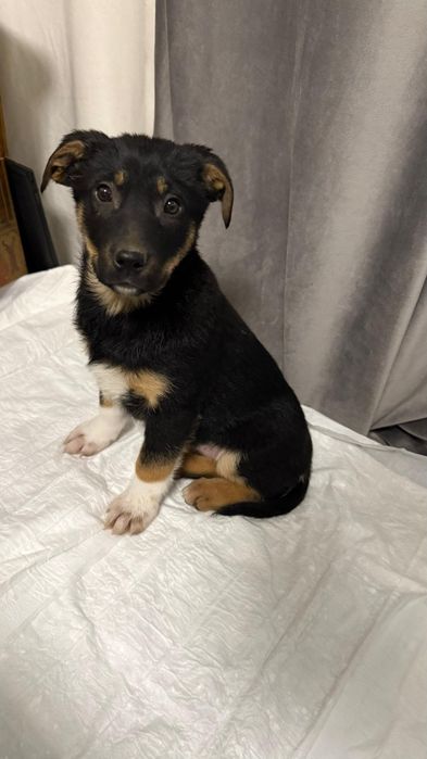 Щеночки девочки бесплатно