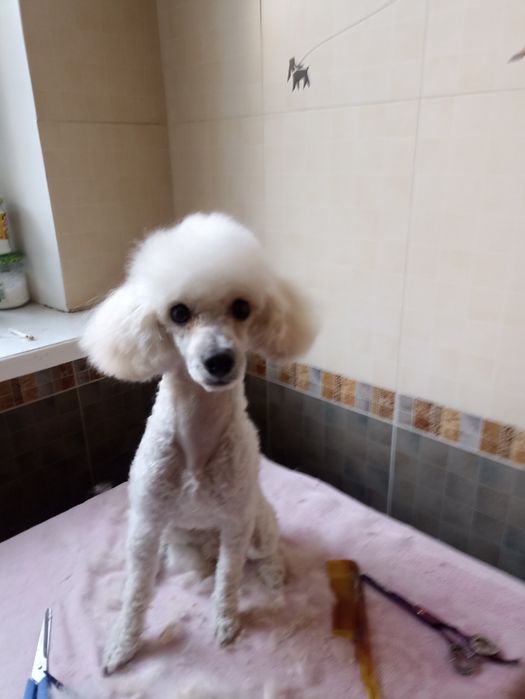 Груминг собак и кошек