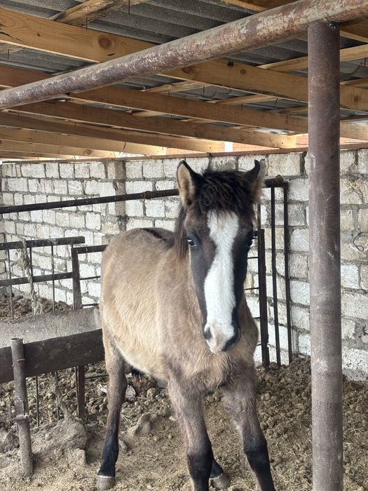 Срочно продам мз