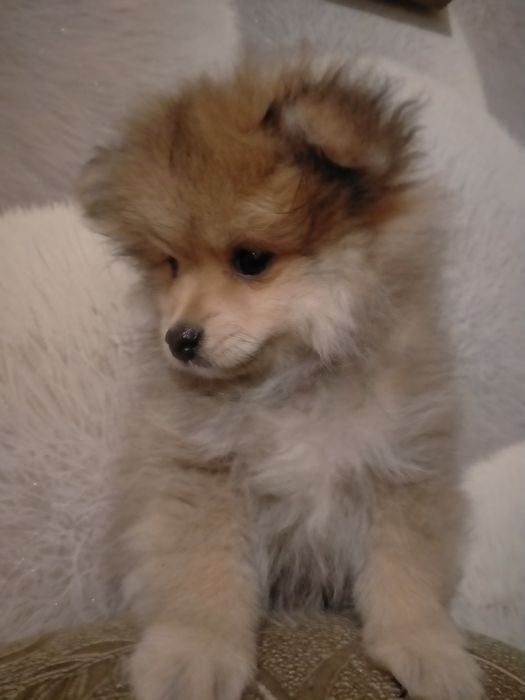 Срочно !Пр.щенка шпица девочка 2 мес.