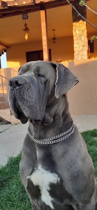 Dog german- Excepțional!