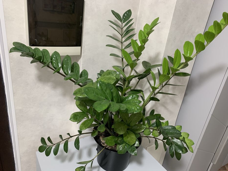 Комнатная растения, доллар!!!