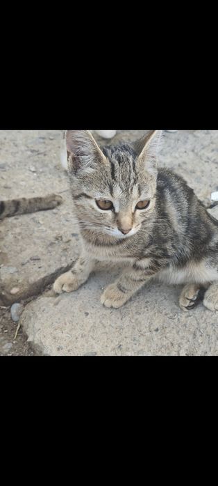 Котенок девочка(отдадим бесплатно)