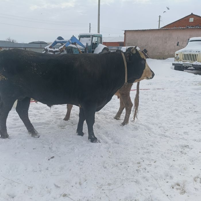 Продам быка производитель