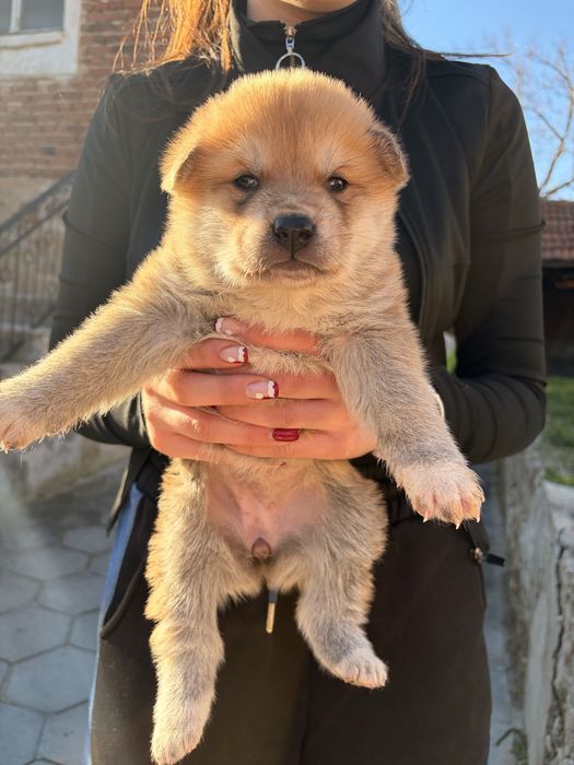 Подарявам кученца