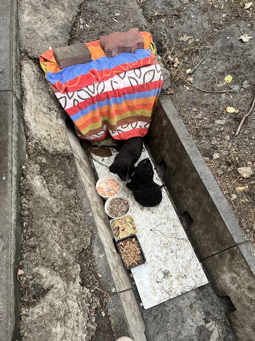 Щенки ищут дом и семью