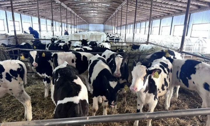 В продаже телята