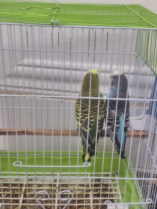 Papugaylar sotiladi 2 dona qafasi bilan