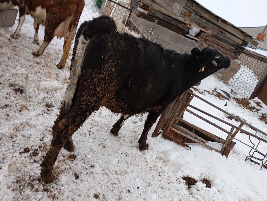 Тёлочка с теленком