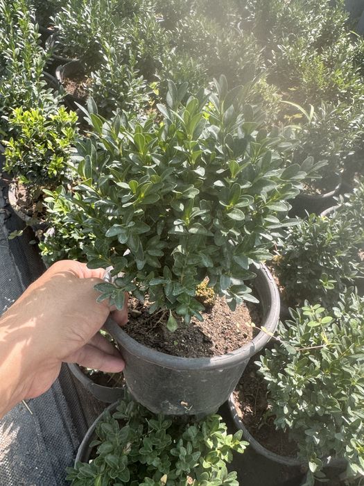 Самшит оптом.  .