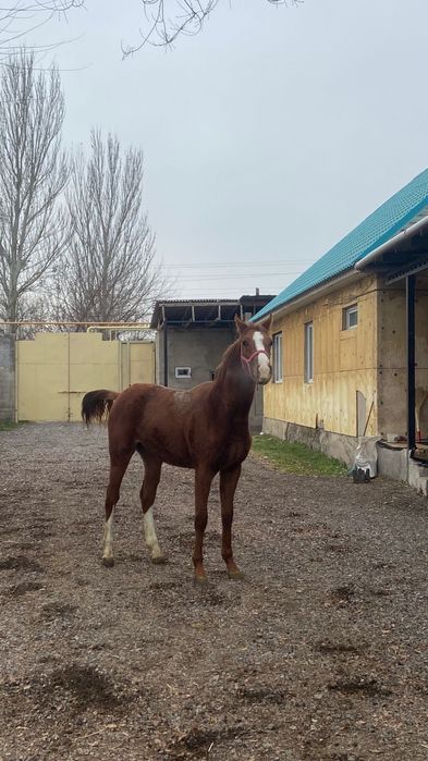 Продам  Айгыр Жеребчик Лошадь Тай