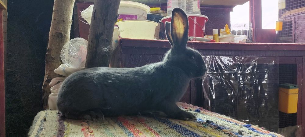 Femela urias german albastru, montata recent