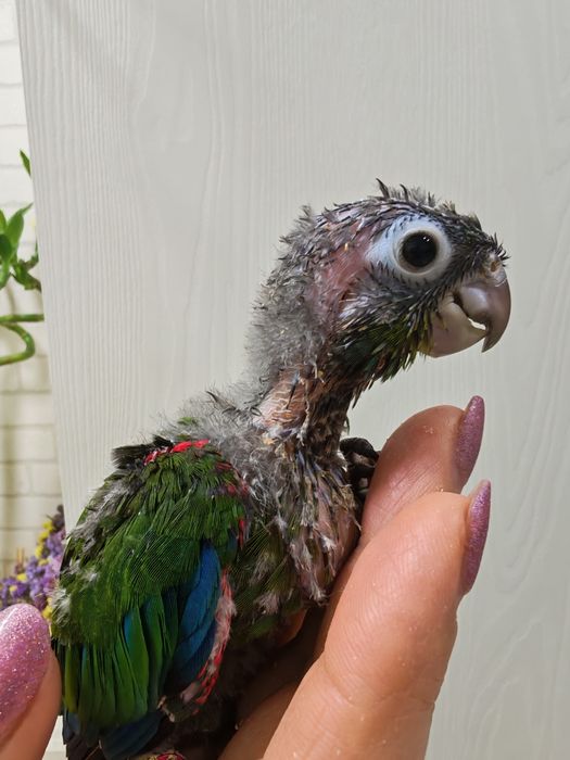 Продаются птенцы Пирруры Перлаты