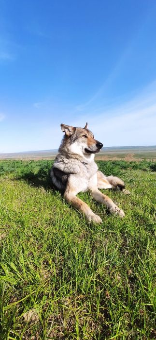 Реабилитация собак через ЛФК
