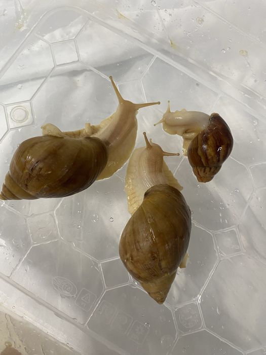 Ахатинский Улитки