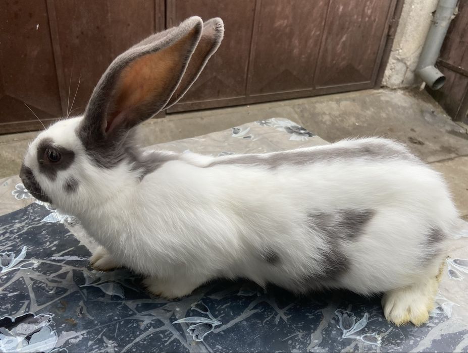 Femela havana mascul alb albastru