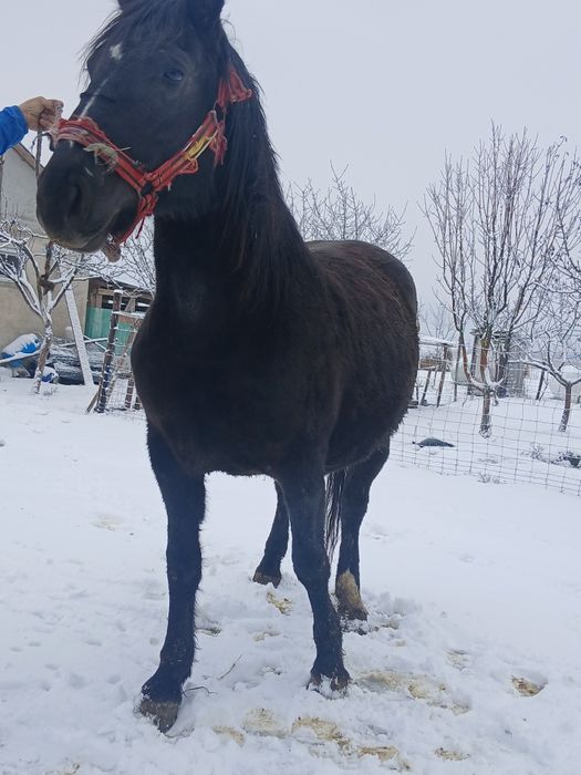 Vând manză de 3 ani,culoare neagră, gestantă