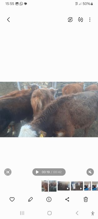 Сиырлар сатылады