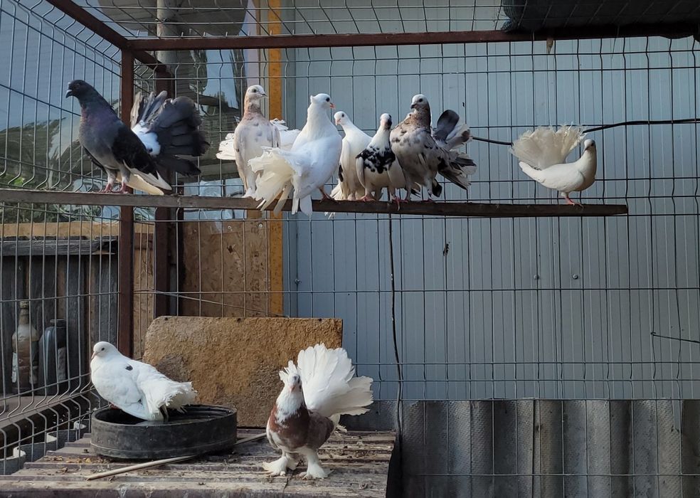 Porumbei voltați și  voltați indieni