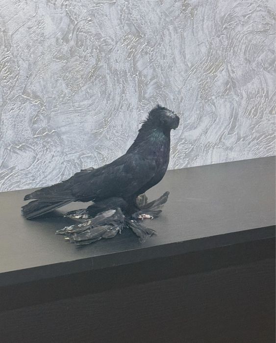 Голубь.          .                 .