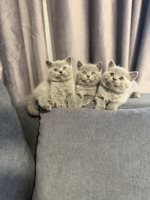 British shorthair blue