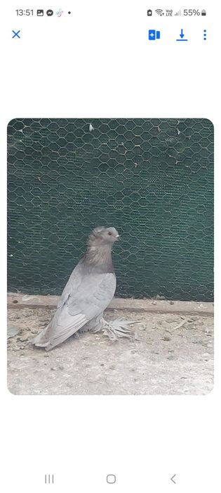 Porumbei urias maghiar