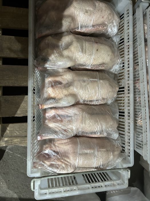 Продам гусей домашние