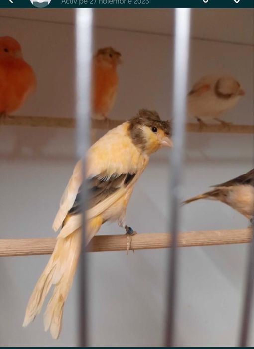 Canari de vanzare