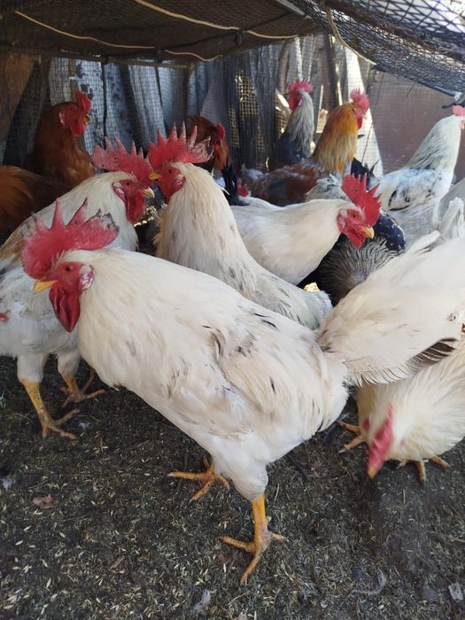 Петухи домашние продам
