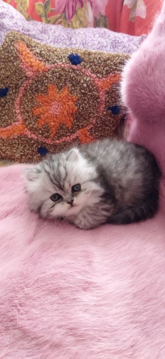 Шотландский котёнок