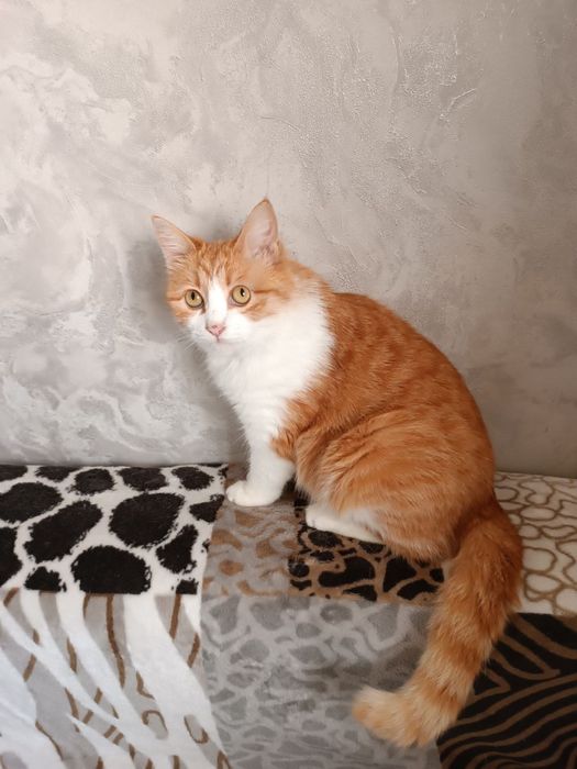 Малышка Рыжуха ищет ответственную семью!