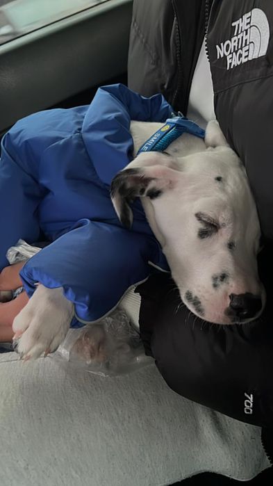 щенок далматинец