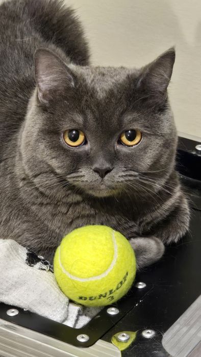 Кот британский продаю