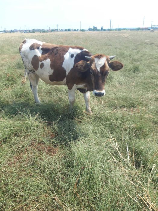 Vand junica foarte buna