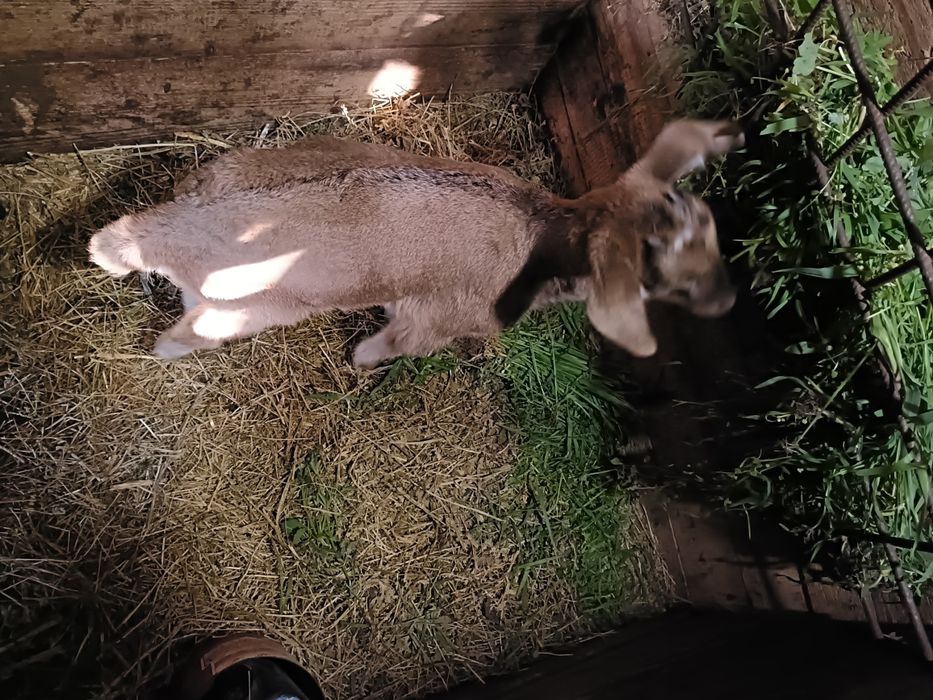 Iada + ied de vânzare 500 lei