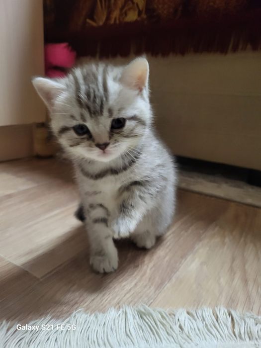 Продам шотландского котёнка