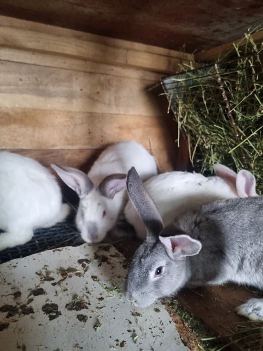 Продам или обменяю кролика