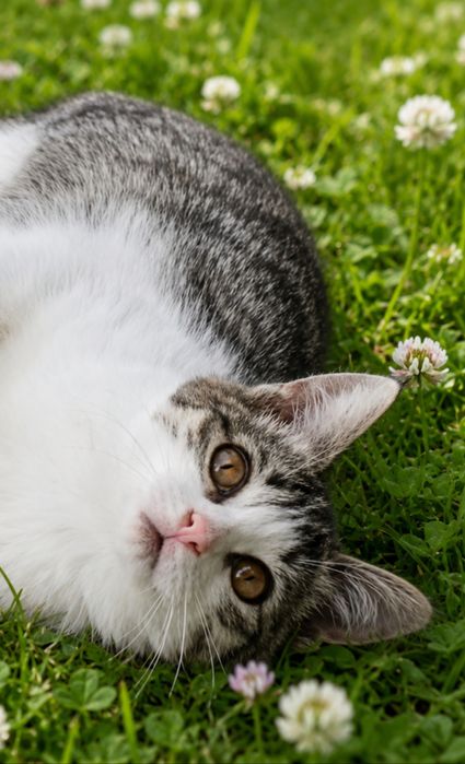 Кошечка ищет дом