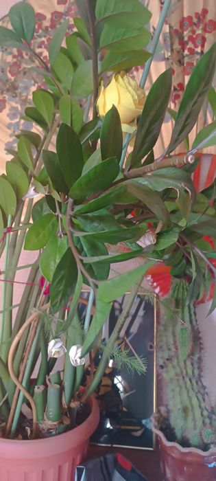 Комнатные  цветы