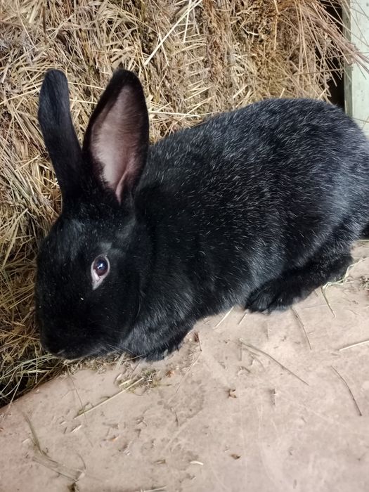 Продам кроликов полтавских.