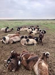 Oi capre românești