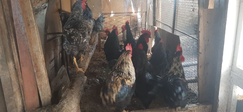 Hashak xorozlar sotilad