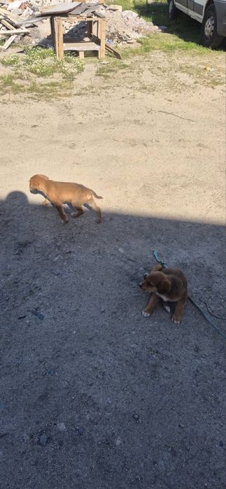 Подаряват се кученца на 2 месеца