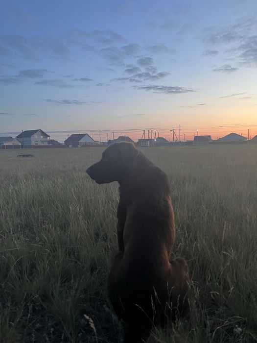 Вязка лабрадор мальчик шоколадного окраса