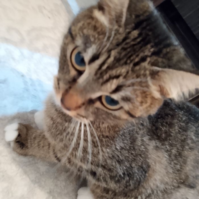 Отдам даром хорошом руки