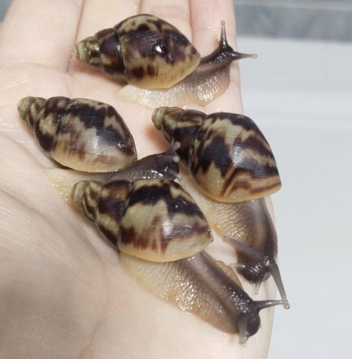 Ретикулята Черноголовка, Retikulyata chernogolovka, axatina