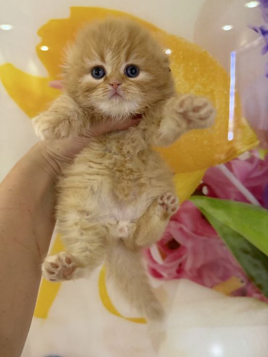 Шотланский Скоттиш Фолд!