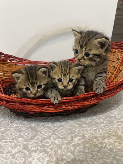 шотландские котята